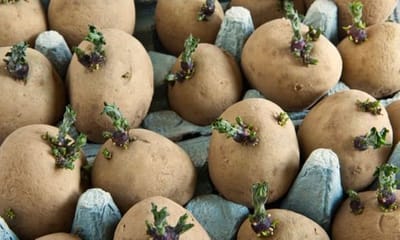 How to Chit Potatoes image