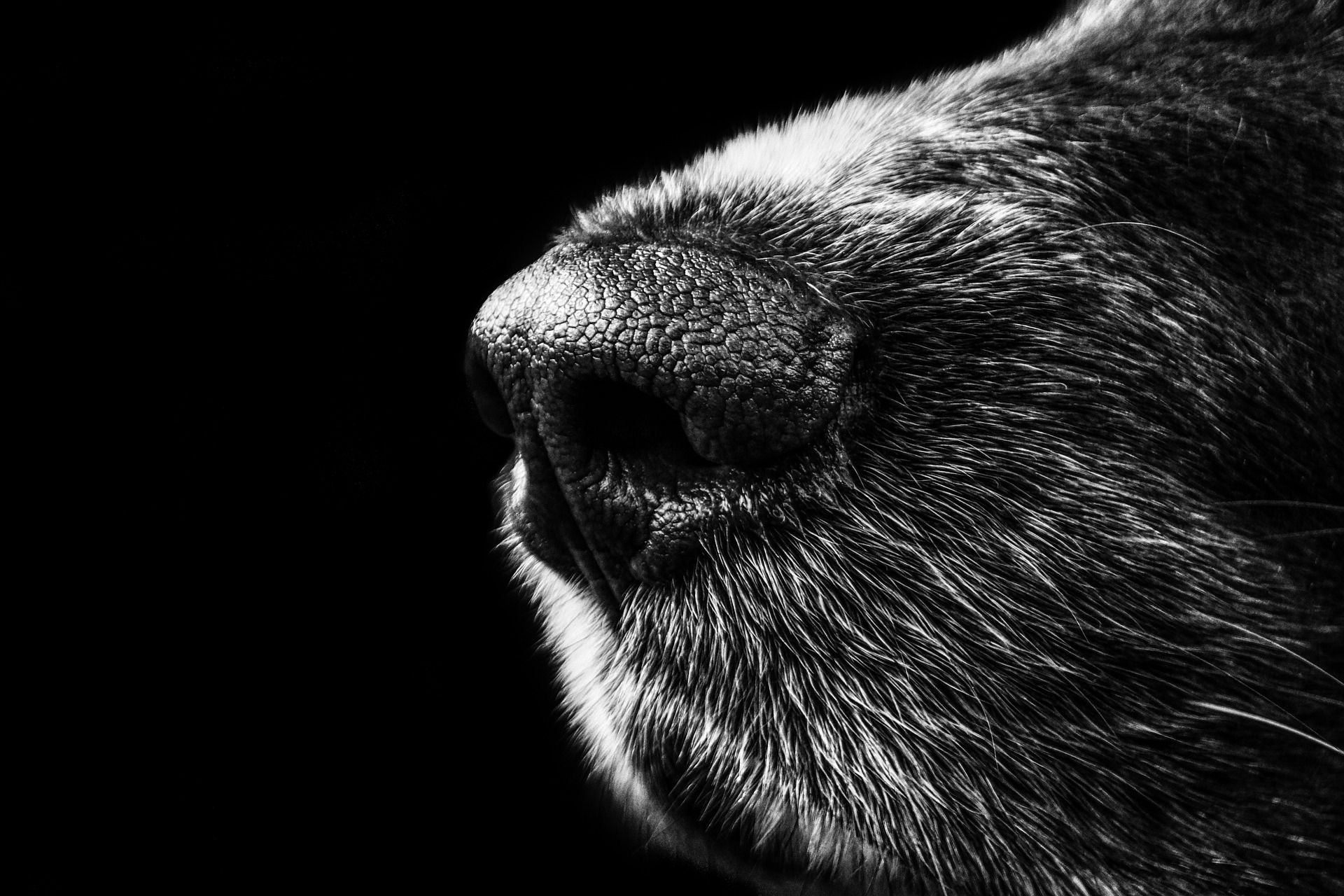 Caring for your dog's NOSE