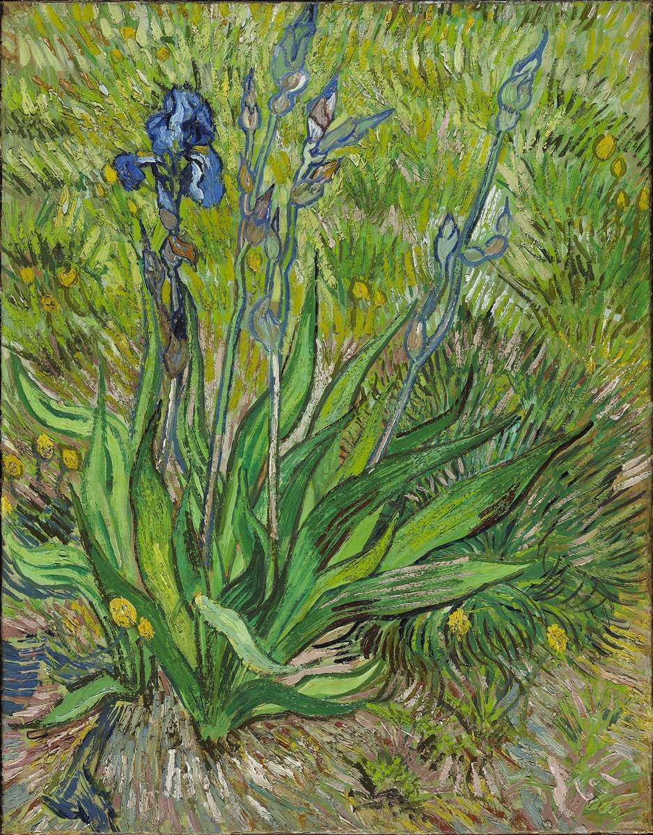 Flower (13) - Iris, 1889