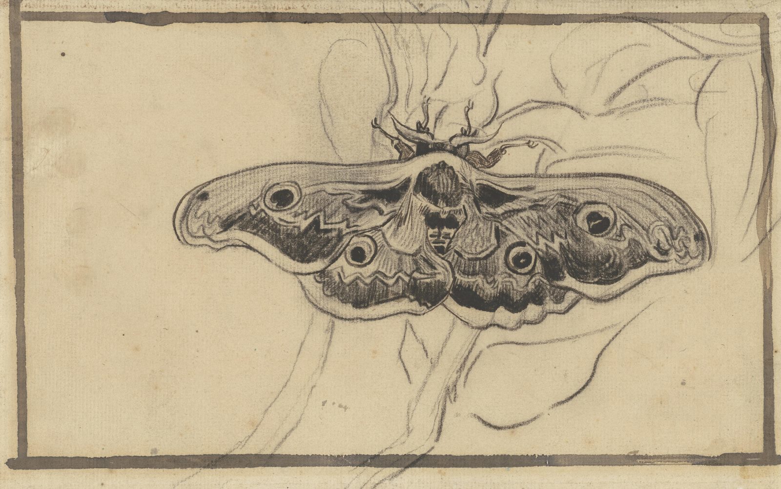 Giant Peacock Moth