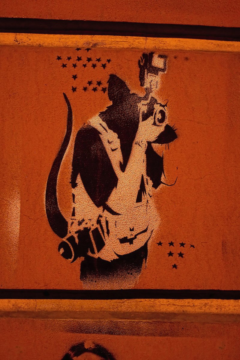 Rat in St. Petersburg