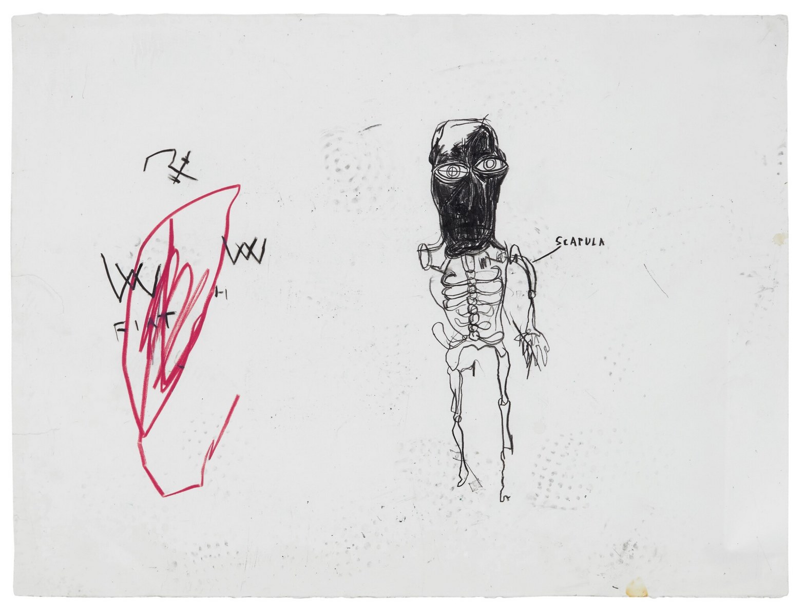 Scapula