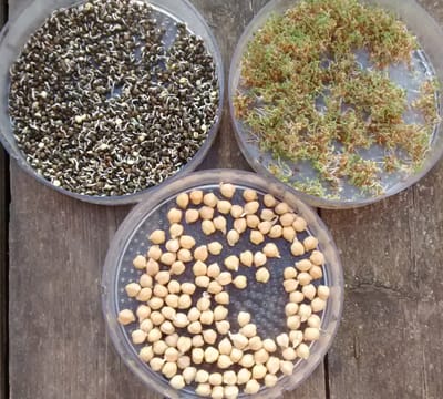 Frischekick mit Sprossen und Keimen