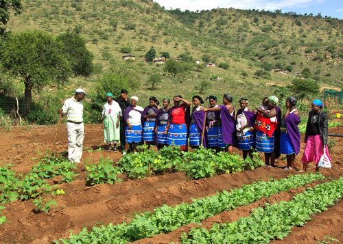 "Who needs a job if you own land" - Women farmers - Mtateni