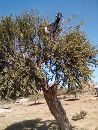 "Me-e-e-e-e. Ngicinga ozakwethu, zishonephi kanti lezi zimbuzi?" - Phezu kwesihlahla somvithi - eNgqongeni, BaThenjini