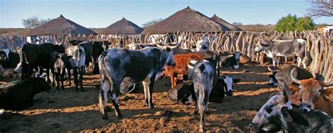 Isibaya sendoda nezinkomo zesiNguni - Mdukatshani