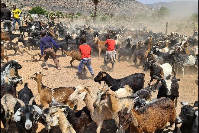 Kulandela ukumiswa kwezingane ezikolweni ngenxa yeCovid, abafanyana sebechitha isikhathi ngokwelusa izimbuzi - Machunwini