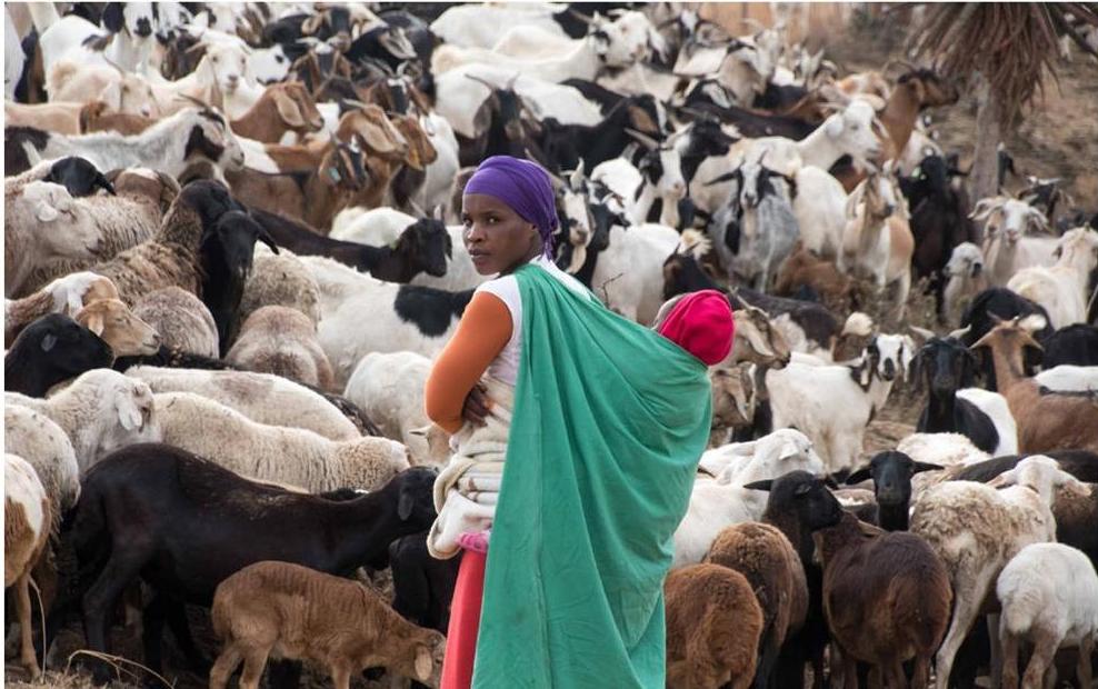 Uma amadoda esesilungwini ngenxa yemisebenzi nezingane zisesikolweni, omama ababheka imfuyo bayiyise nasemadiphini, ikakhulukazi izimbuzi