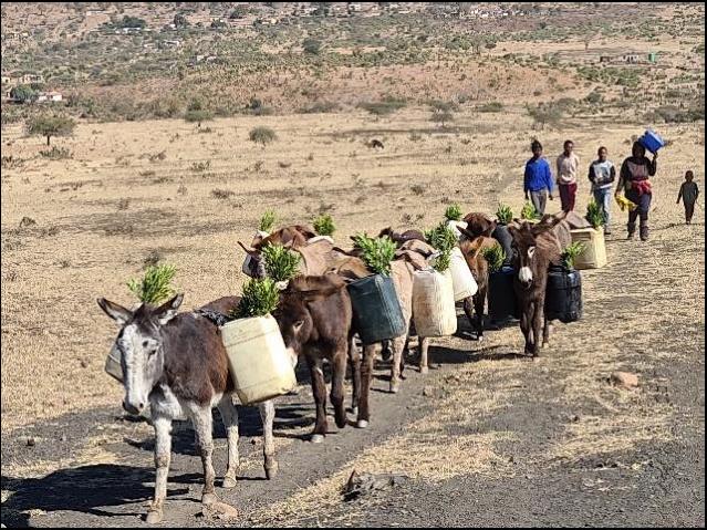 Abakude nemifula basizwa zimbongolo ukulanda amanzi