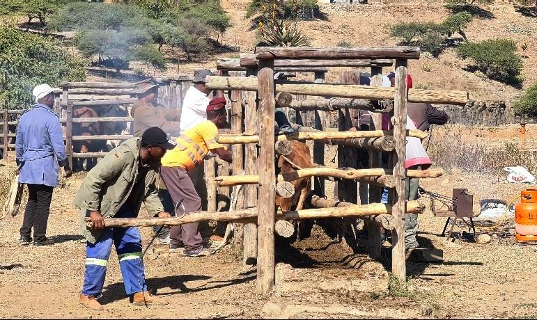 Kudishwa izinkomo eMachunwini