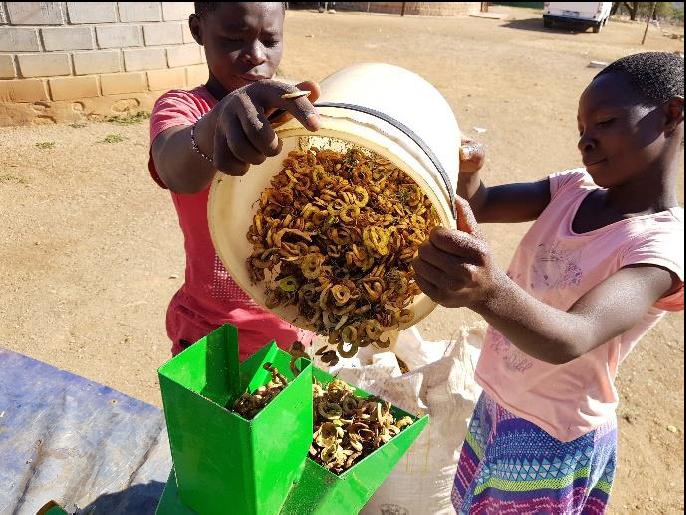 Amantombazanyana ethulula izintwethwe (ukudla kwezimbuzi okukhiqizwa yisihlahla somsasane)