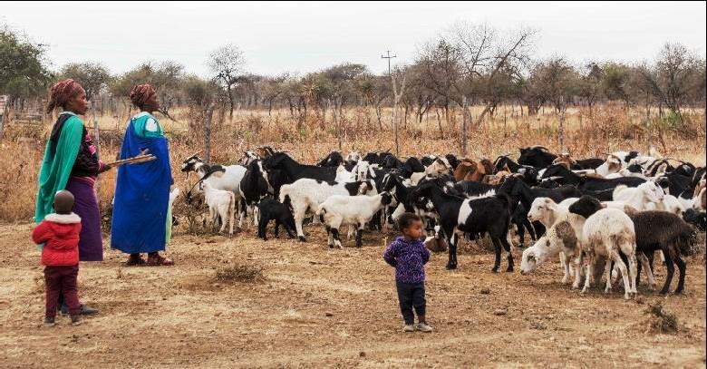 OMama beluse imfuyo ngelanga lokudipha