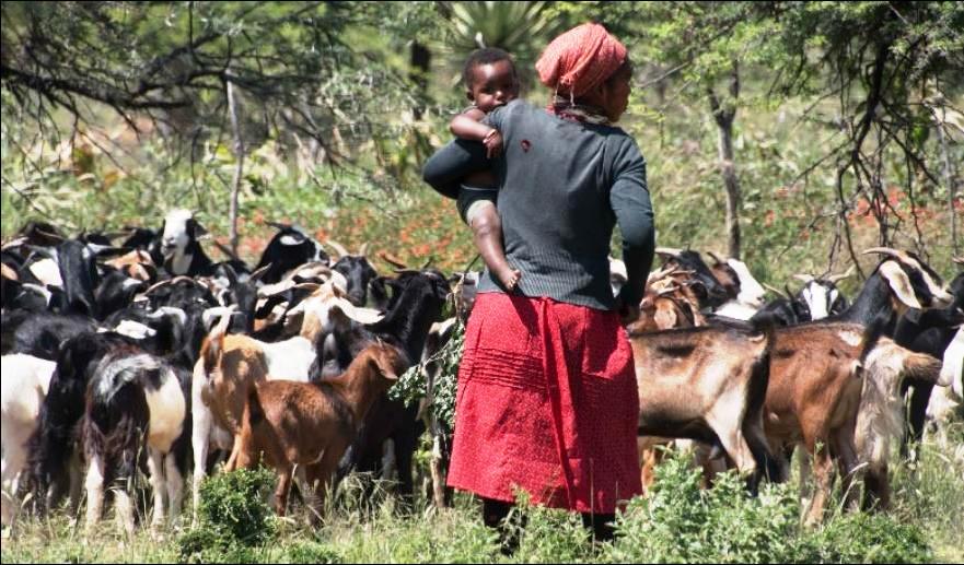 Lokhu kukhombisa ukuthi imfuyo ibaluleke kangakanani eMsinga njengoba loMama ephume ngisho nanosana lwakhe ukuzodipha izimbuzi