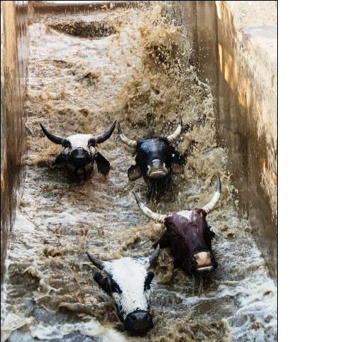 Zidishwa kanje izinkomo eMsinga