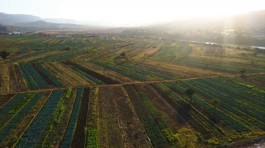 Mtateni Community Agricultural Fields - BaThenjini - No one can explain why the Mall and local retail supermarkets, including Spar and Boxer, do not sell this produce in their shops. Is it because it is grown by black farmers, mostly women?
