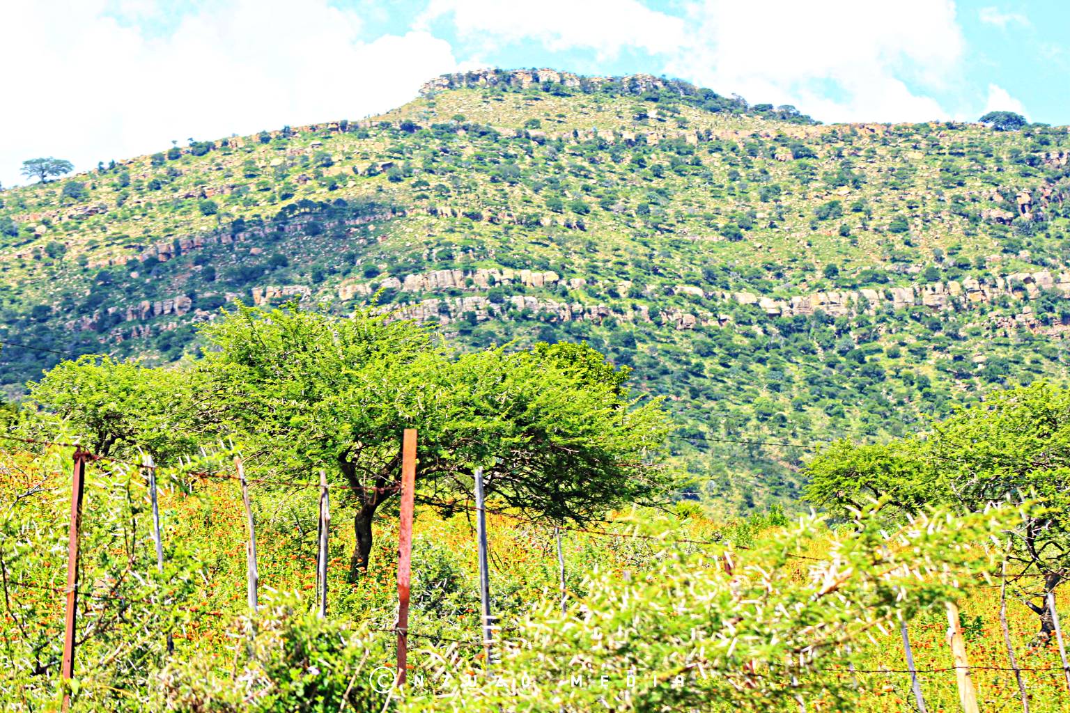 Summertime: Intaba iManzimhlophe, Phakwe Mabomvini