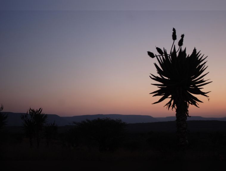 Msinga sunset: Ake sikuxoxele indaba obungayazi wemakhulela esilungwini owathi inkomo iyaluma ingenamazinyo: Uvovo lo wenhlaba uma usuvuthiwe wayeka ukuqhakaza uphenduka izimbola. Izimbola zindumbuluzana eziluhlaza ezimila esikhwebini sikavovo, abafanyana abazihululayo bazixhome ezinswazini bajikijelane ngazo uma bedlala. Don't you wish you could turn back the hands of time to play with izimbola as a little boy?