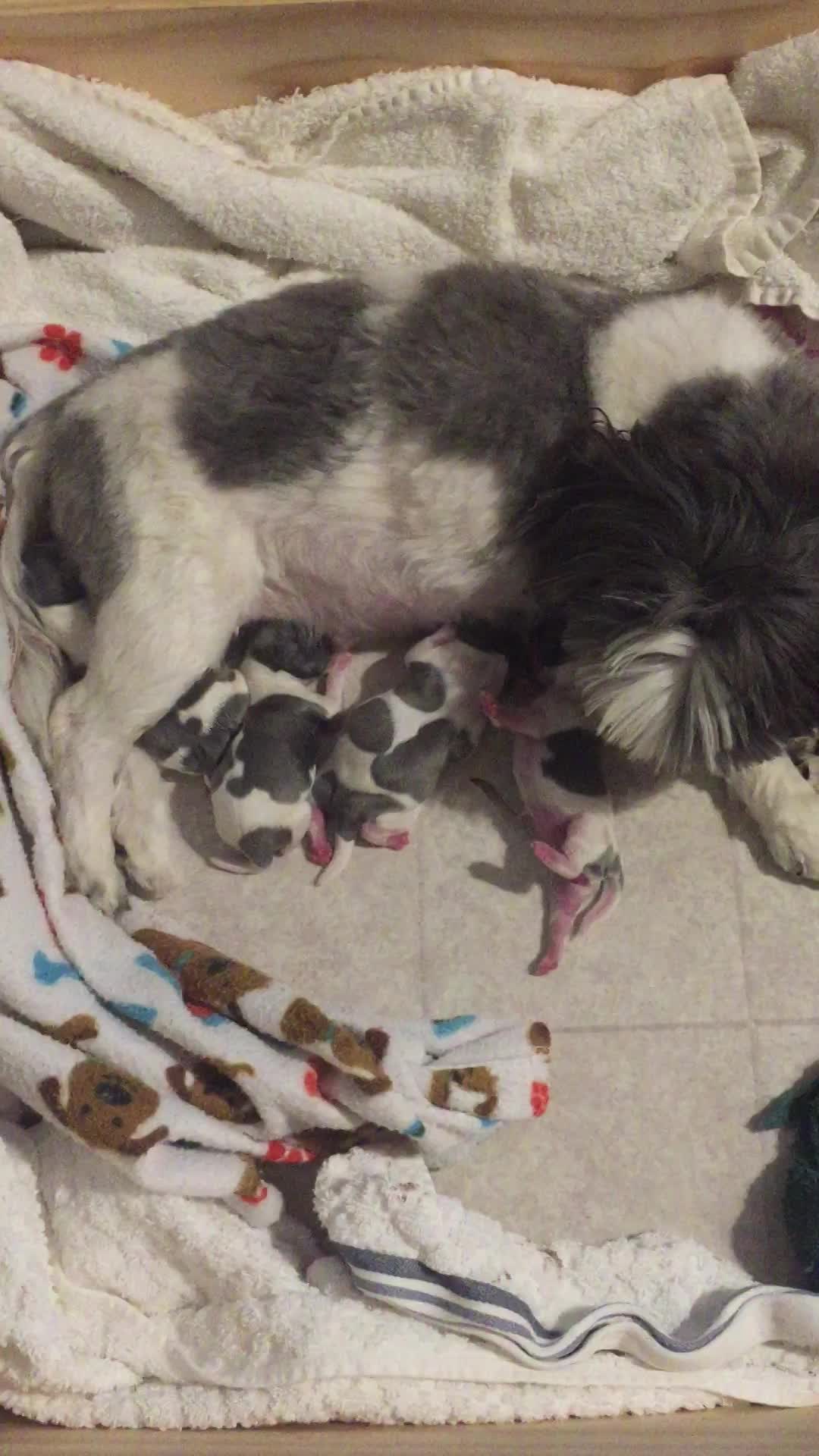 Brooklyn / Snowy pups