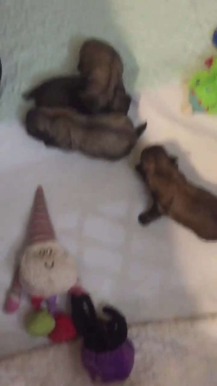 Ribbons/Sterling litter born 10-28-18