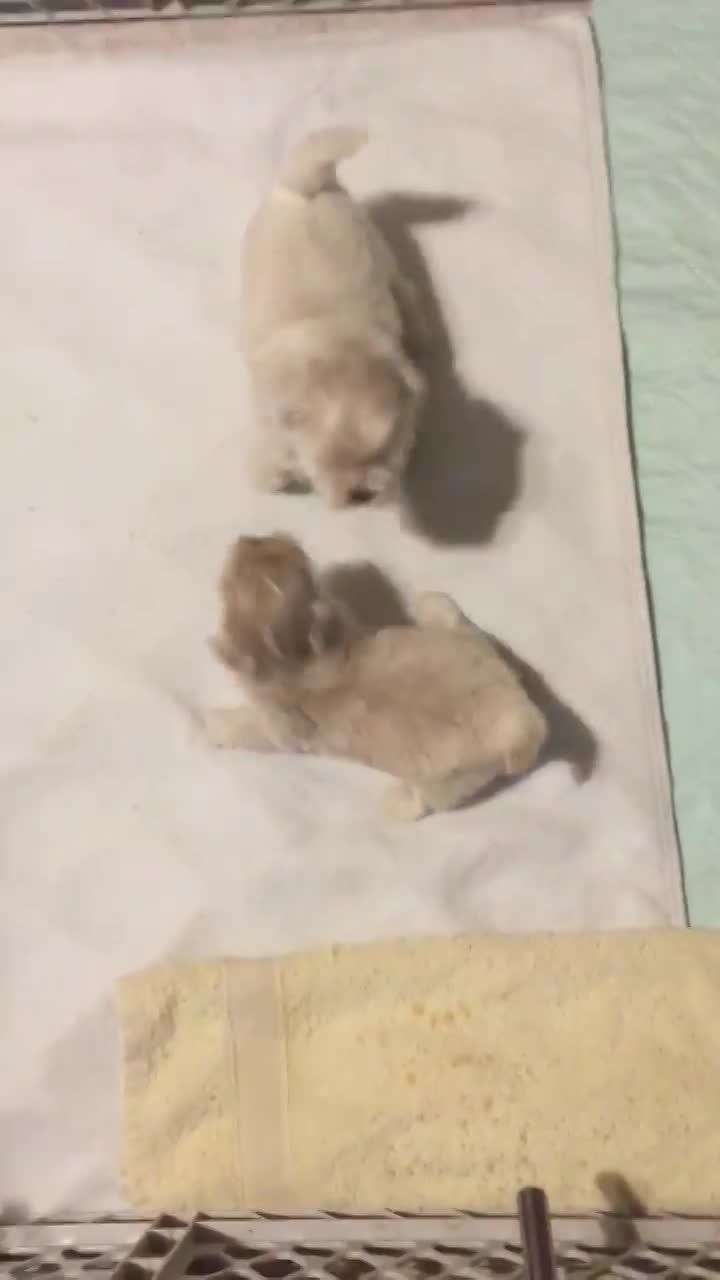 Izzy/Snowy litter born 10-17-18