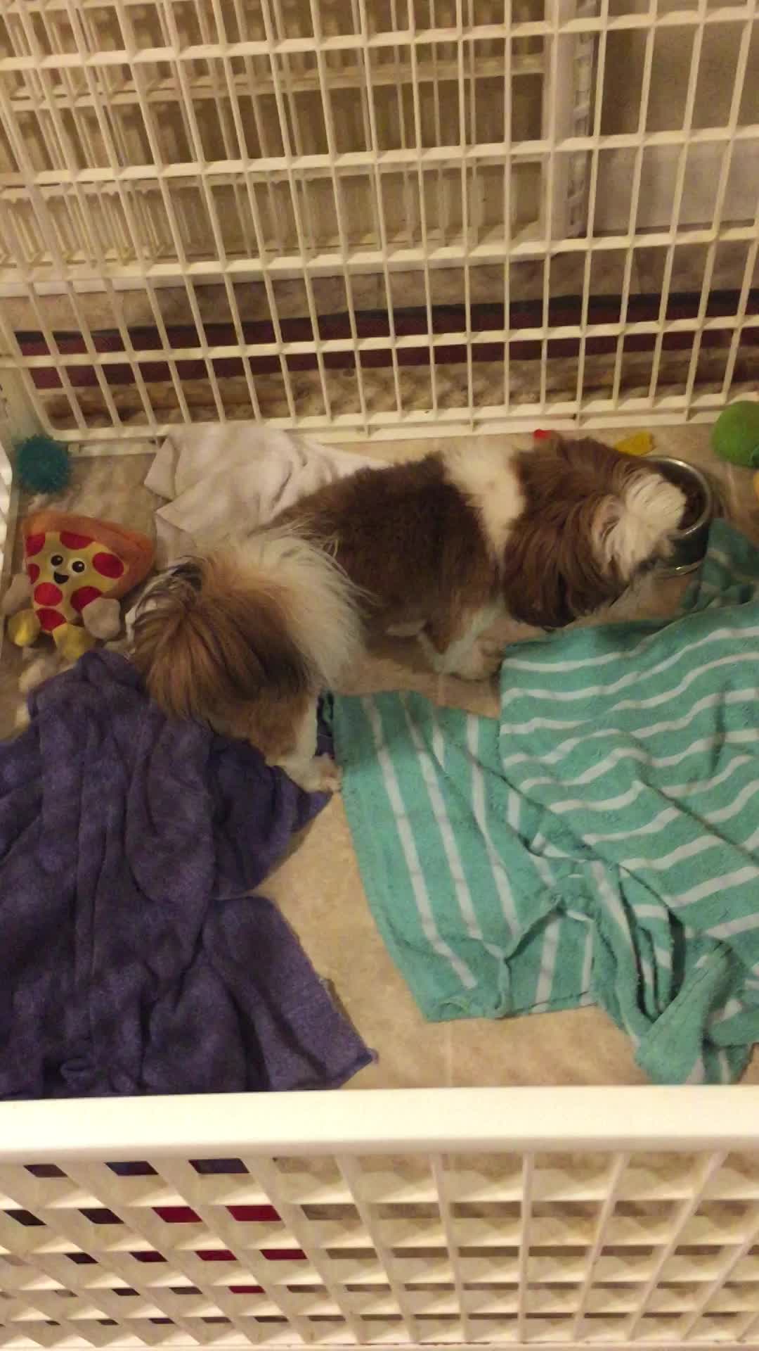 Radar Love eating lunch