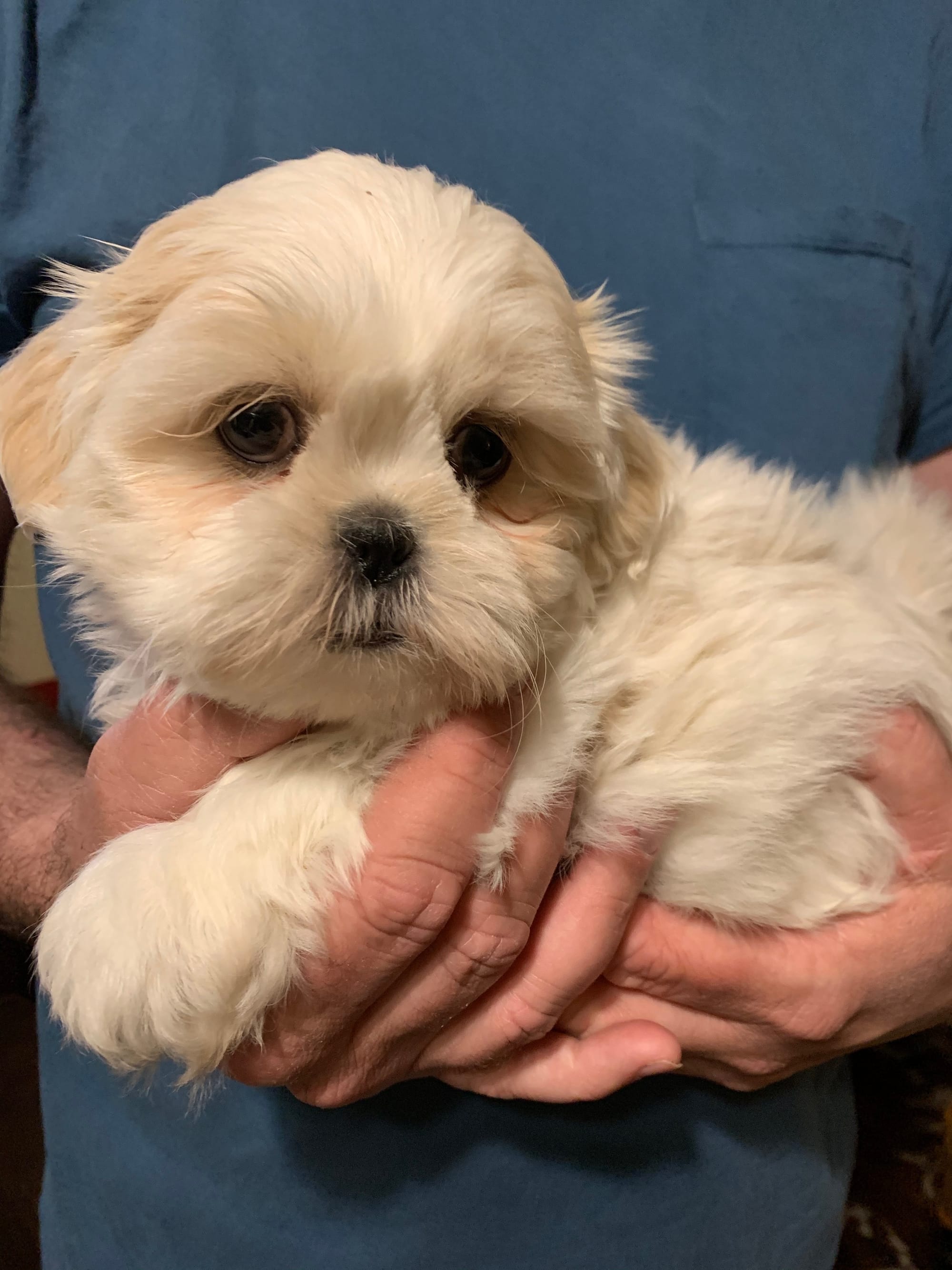 Cashmere and Parker ( her 8 week old puppy)