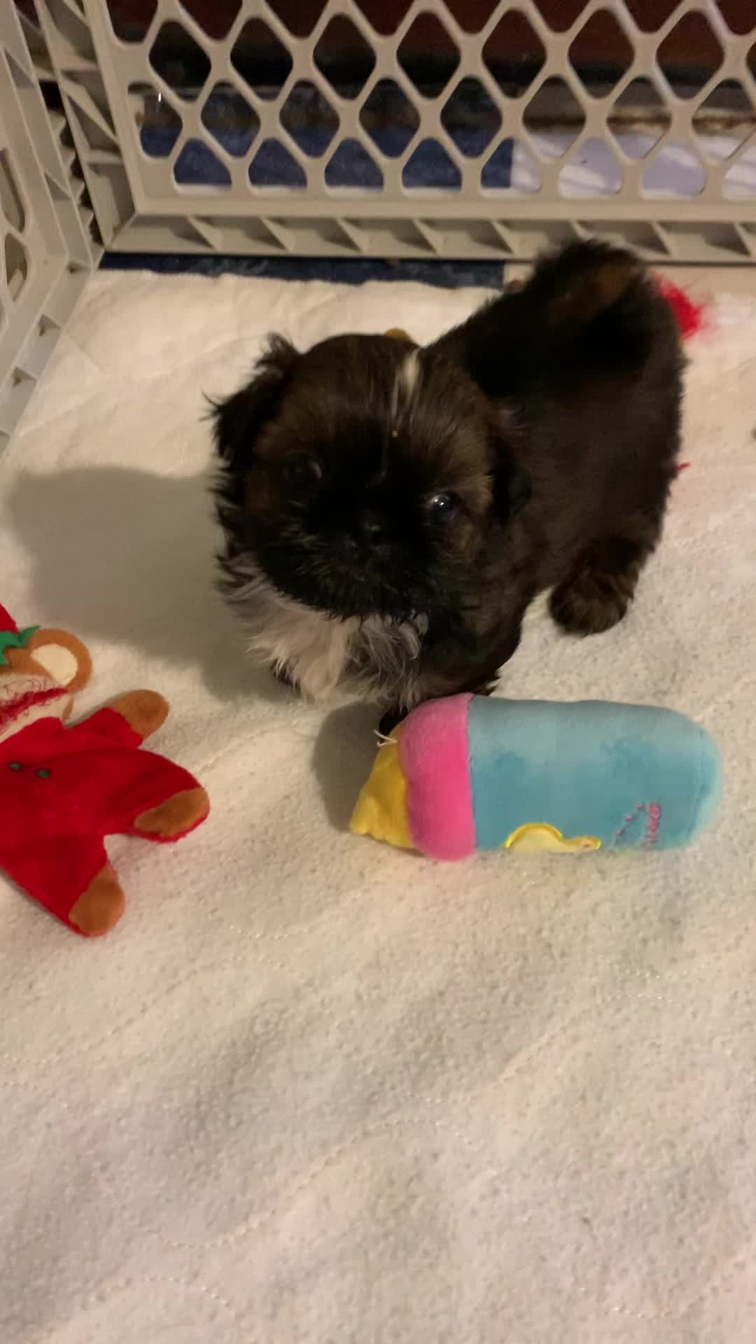 Embers and Radar puppies