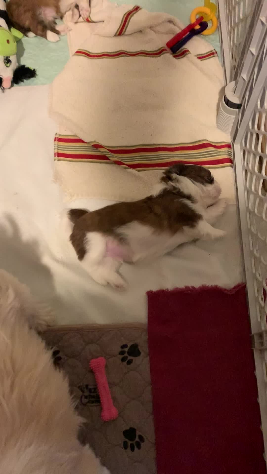 Impression and Radar Puppies