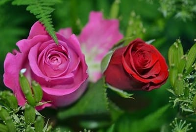 naturebeauty