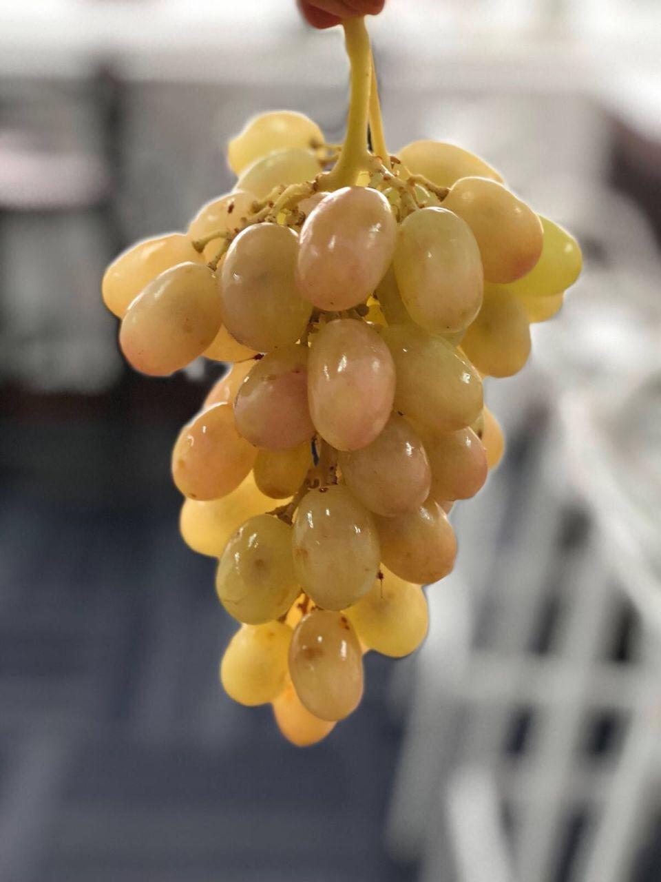 Grape