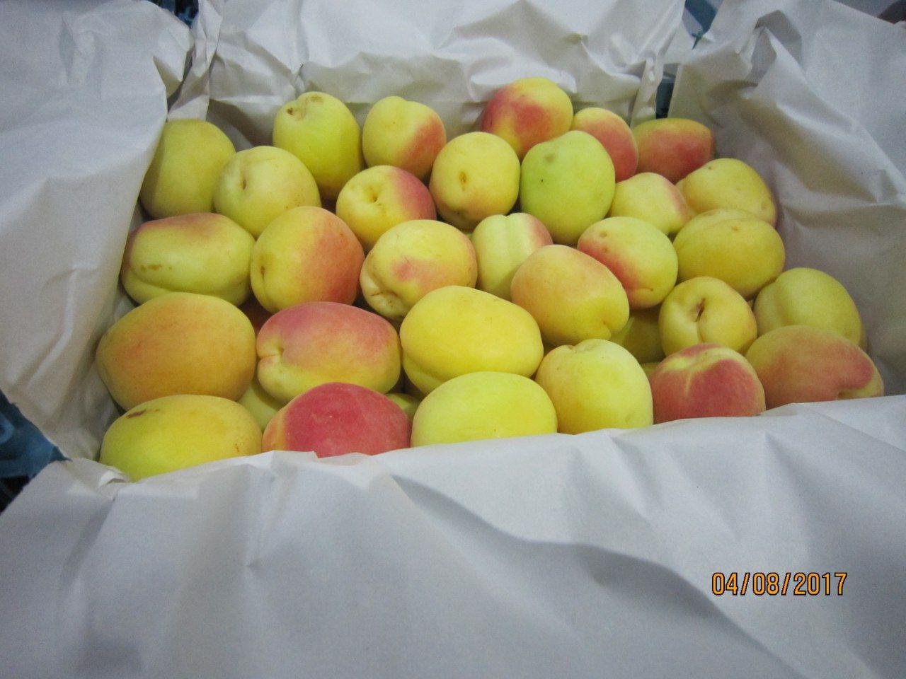 Apricot