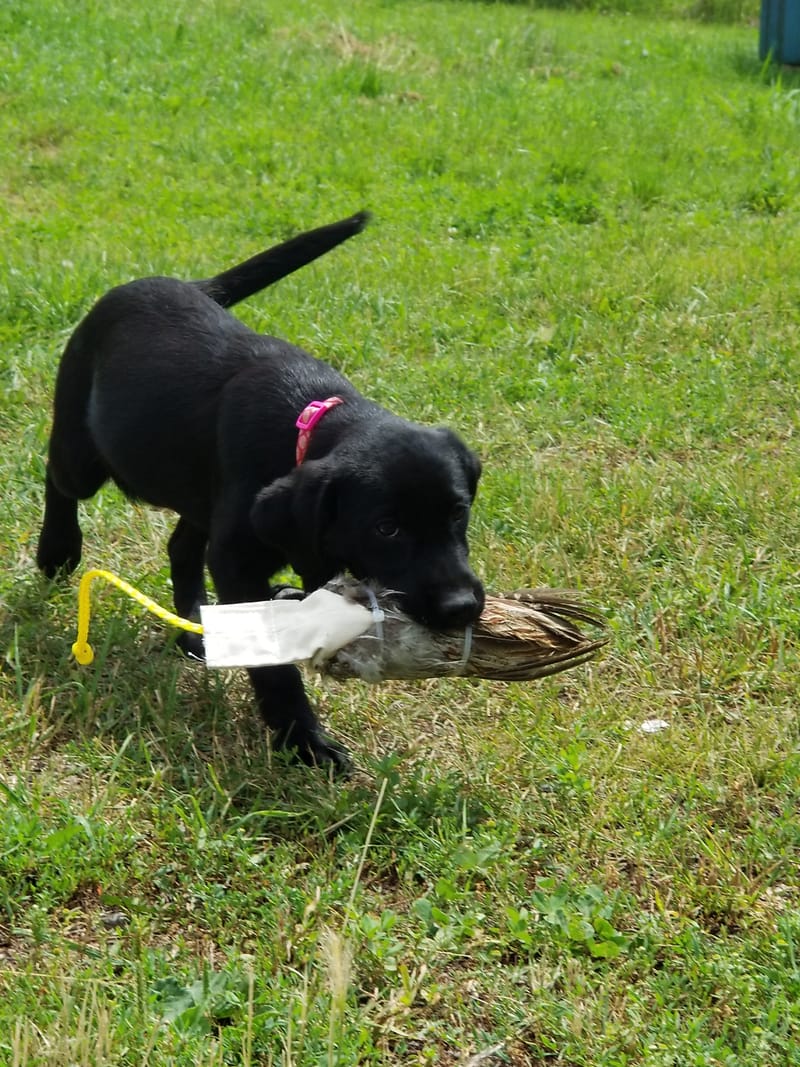 Labrador Retrievers