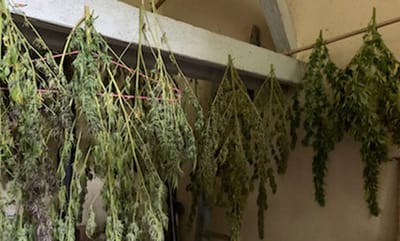 Le papi camé «sympa» évite la prison