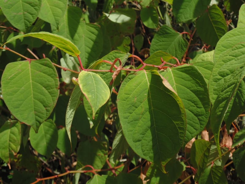 Japanese Knotweed Control and Weed Treatment