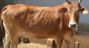 Cow Donation -Gaay Daan