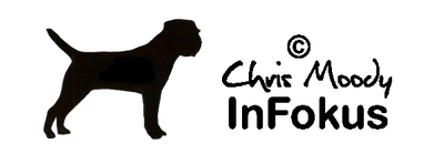 Dog Photography image