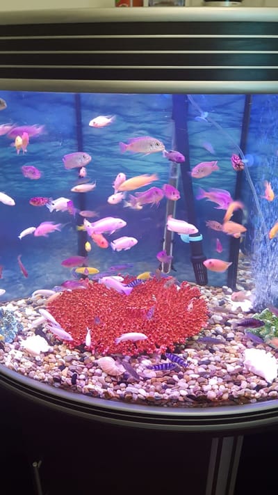 אקווריום פינתי 1.20 מטר עם גוף תאורה דגם פרימיום לד