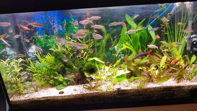 אקווריום צמחיה 1.20 מטר עם תאורת לד לצמחיה