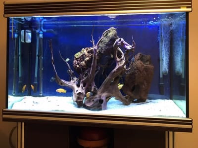 אקווריום ציקלידים 1.20 מטר עם תאורת לד לבן / כחול / הבלטת צבעים