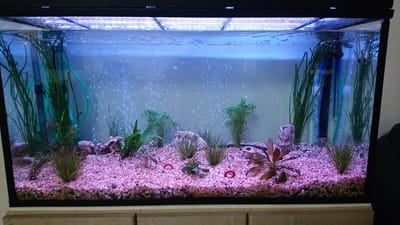 אקווריום מטר עם תאורת לד להבלטת צבעים