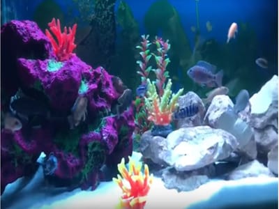 אקווריום ציקלידים מטר עם תאורת לד להבלטת צבעים