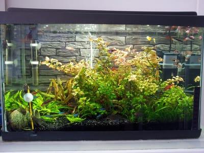 אקווריום צמחיה 60 ס"מ עם גוף תאורה פרימיום לד / ותאורה להבלטת צבעים