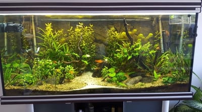 אקווריום צמחיה 1.50 מטר עם תוספת תאורת לד לצמחיה