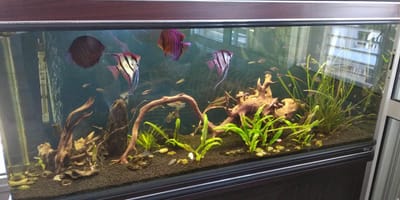 אקווריום אורך מטר וחצי עם תאורת לד צבע לבן ומשולבת צבעים