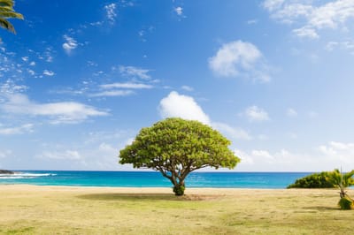 Árbol de CAS