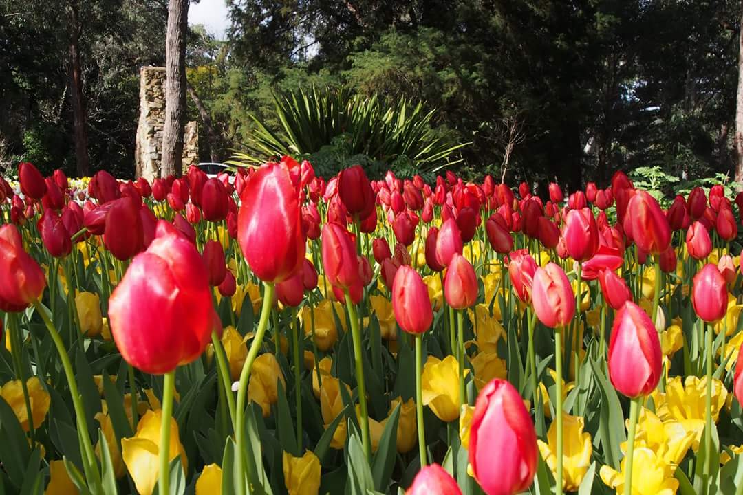 Araluen Tulip Festival