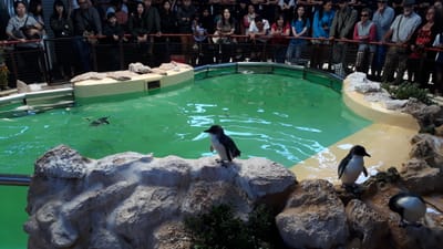Penguin Island, Rockingham