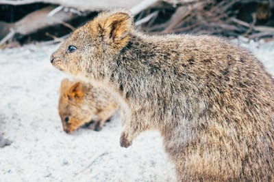 Rottnest Island