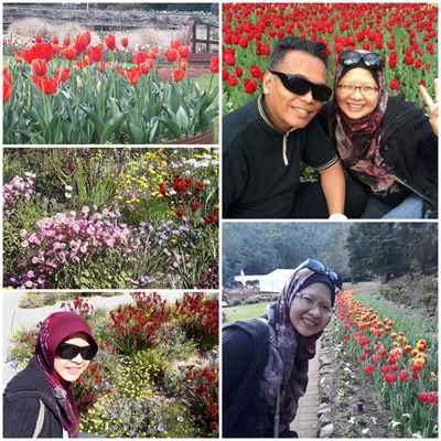 Tulips and Wildflowers