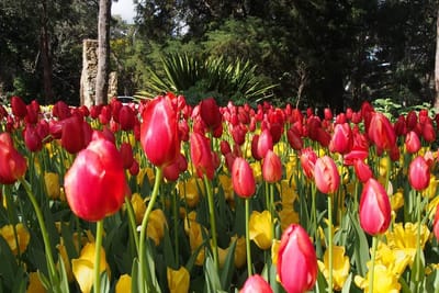 Araluen Tulip Festival